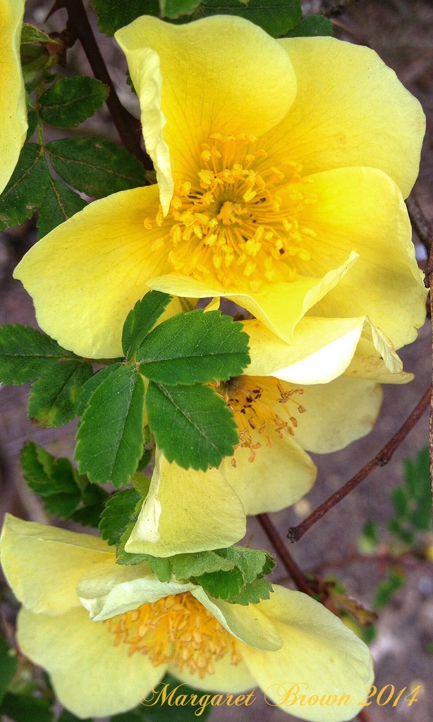 Yellow Shrub Rose by craftymeg