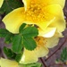 Yellow Shrub Rose by craftymeg