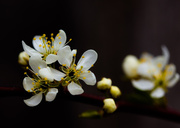 4th May 2014 - Plum blossoms