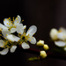 Plum blossoms by aecasey