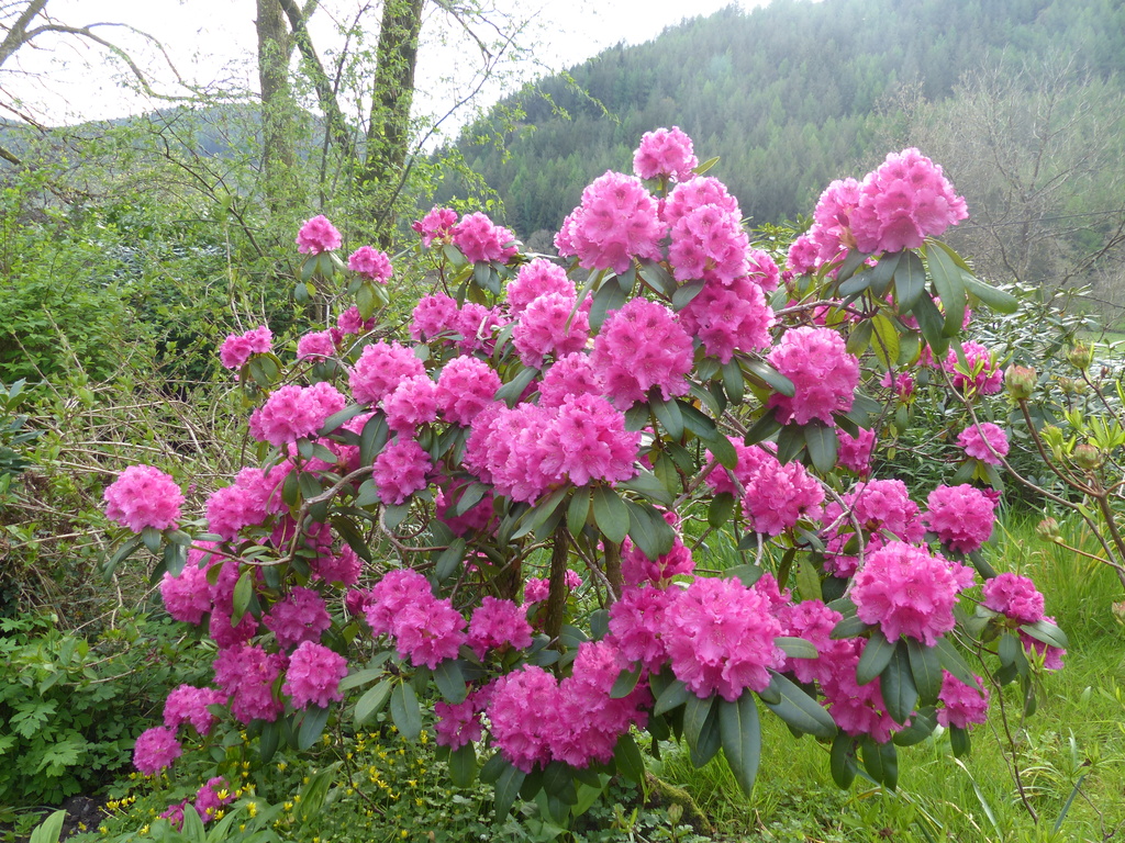 Pink Rhododendron by susiemc