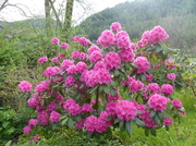4th May 2014 - Pink Rhododendron