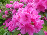 5th May 2014 - Pink Rhododendron Close-up 