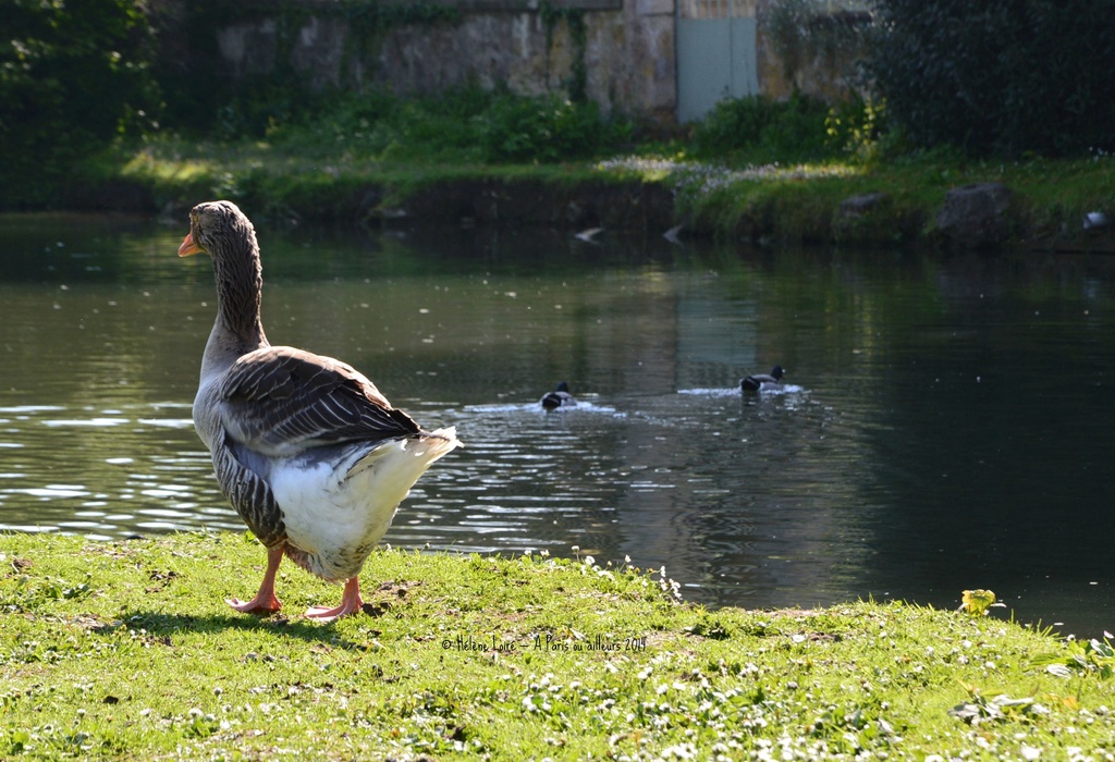 Goose near the canal by parisouailleurs