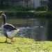 Goose near the canal by parisouailleurs