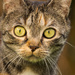 cat's eyes #5 by ricaa