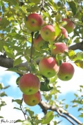 5th Oct 2010 - apple orchard....