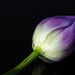 Tulips X by leonbuys83