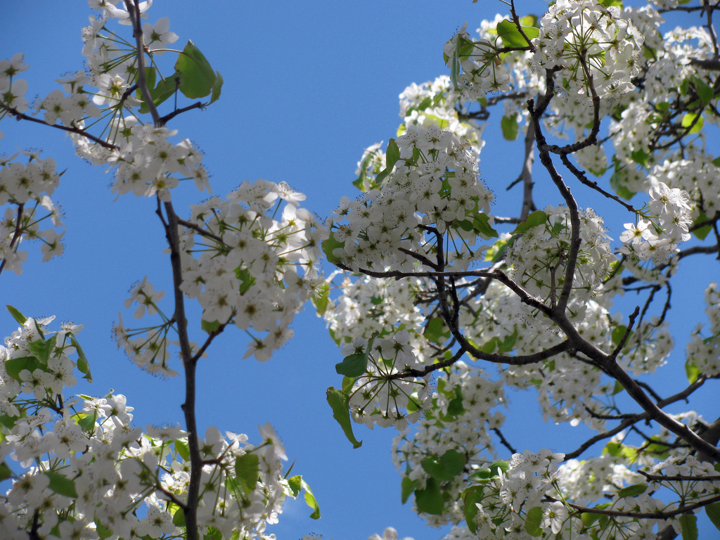 Flowering Tree by april16