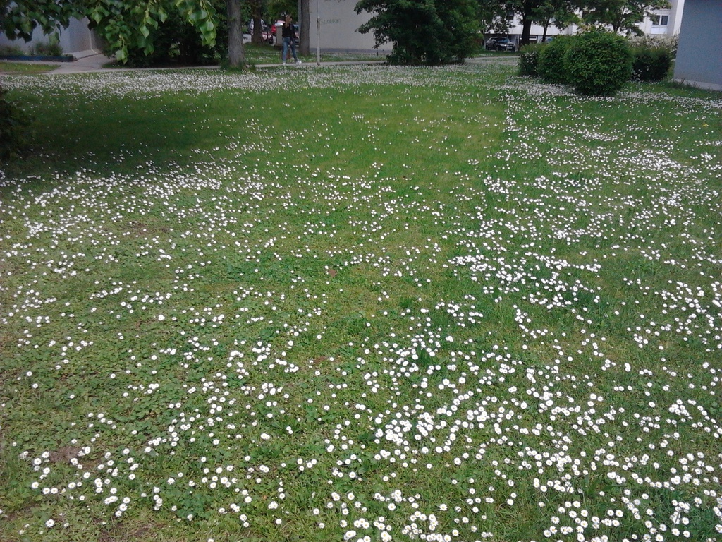 full of daisies by zardz
