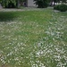 full of daisies by zardz