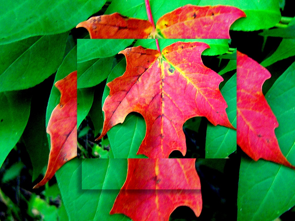Mapl Leaf by bruni