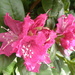 Beautiful pink  by beryl
