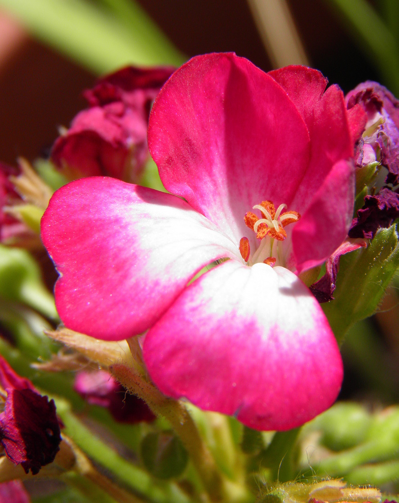 May 5 Glorious Geranium by daisymiller