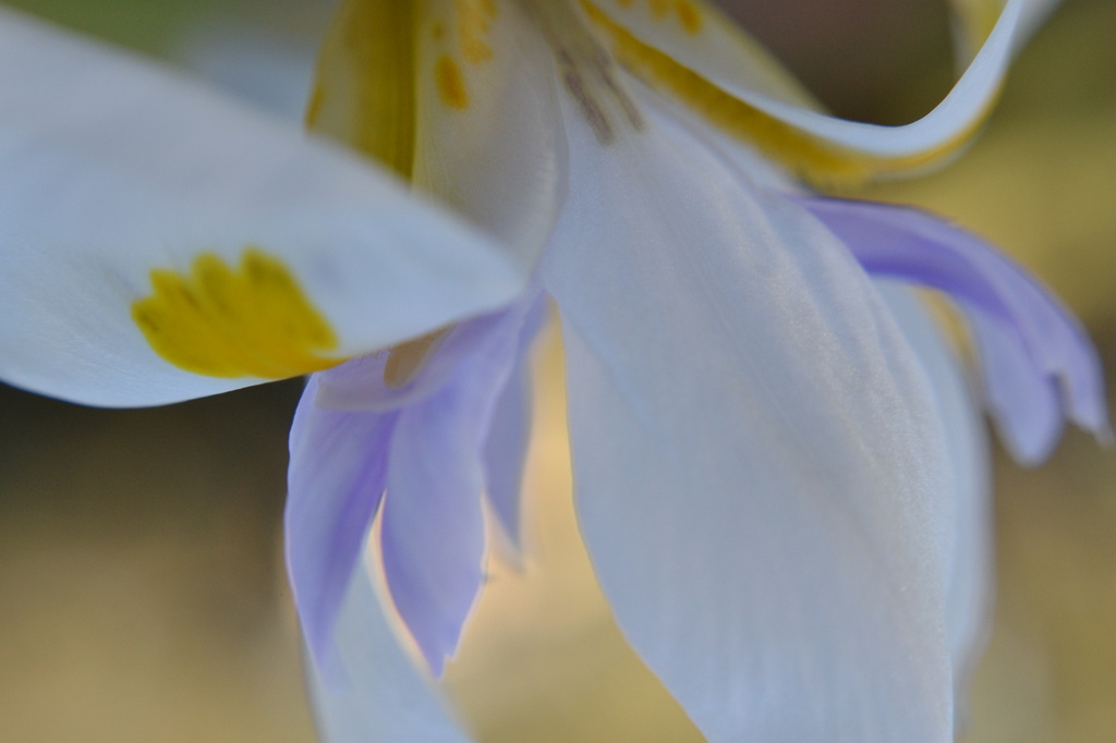 Wild Iris by dianeburns