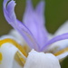 Wild Iris 2 by dianeburns