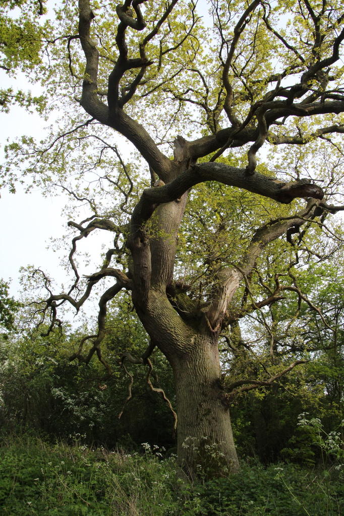 The old oak tree by busylady