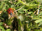 4th May 2014 - Ladybird and dandelion