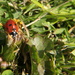 Ladybird and dandelion by busylady