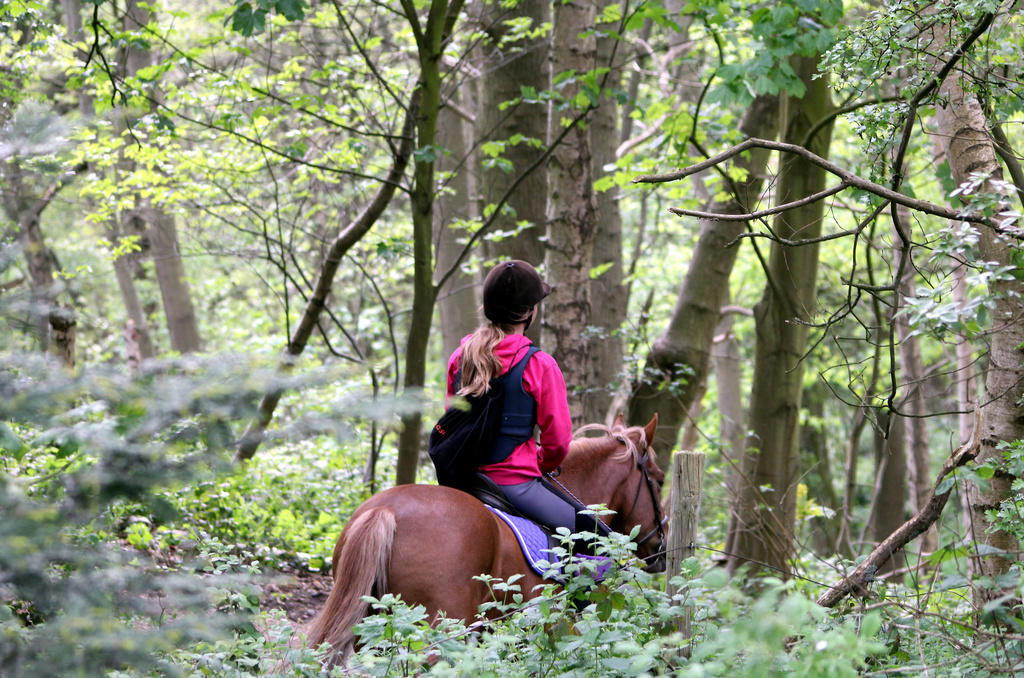 Horse and Rider in the Woods by phil_howcroft