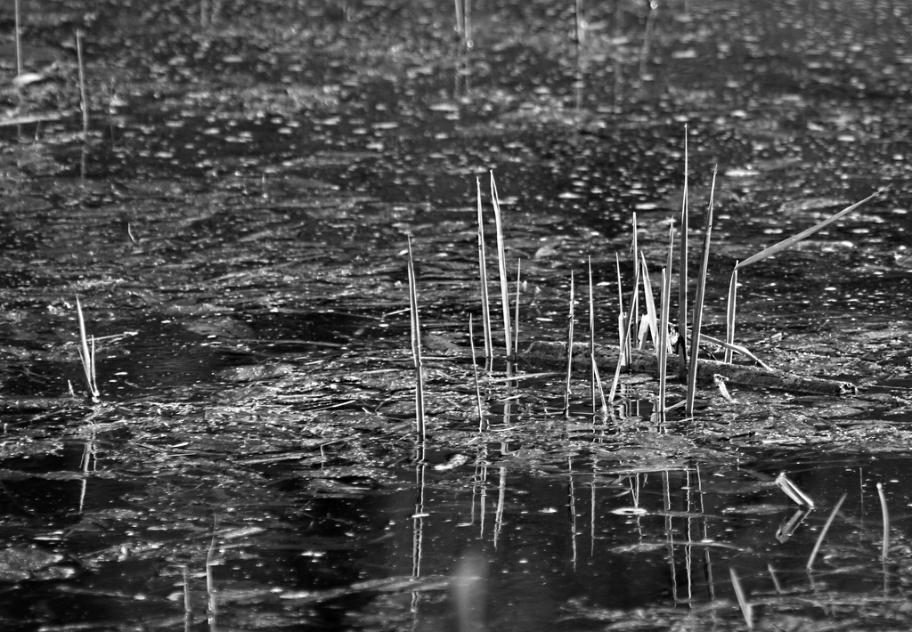 Water, Grass, and Morning Light by tosee