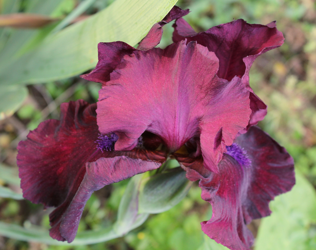 deep red iris by randystreat