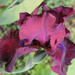 deep red iris by randystreat