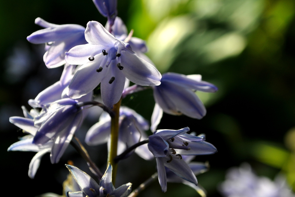 Bluebell by andycoleborn