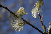 26th Apr 2014 - The Willows explode