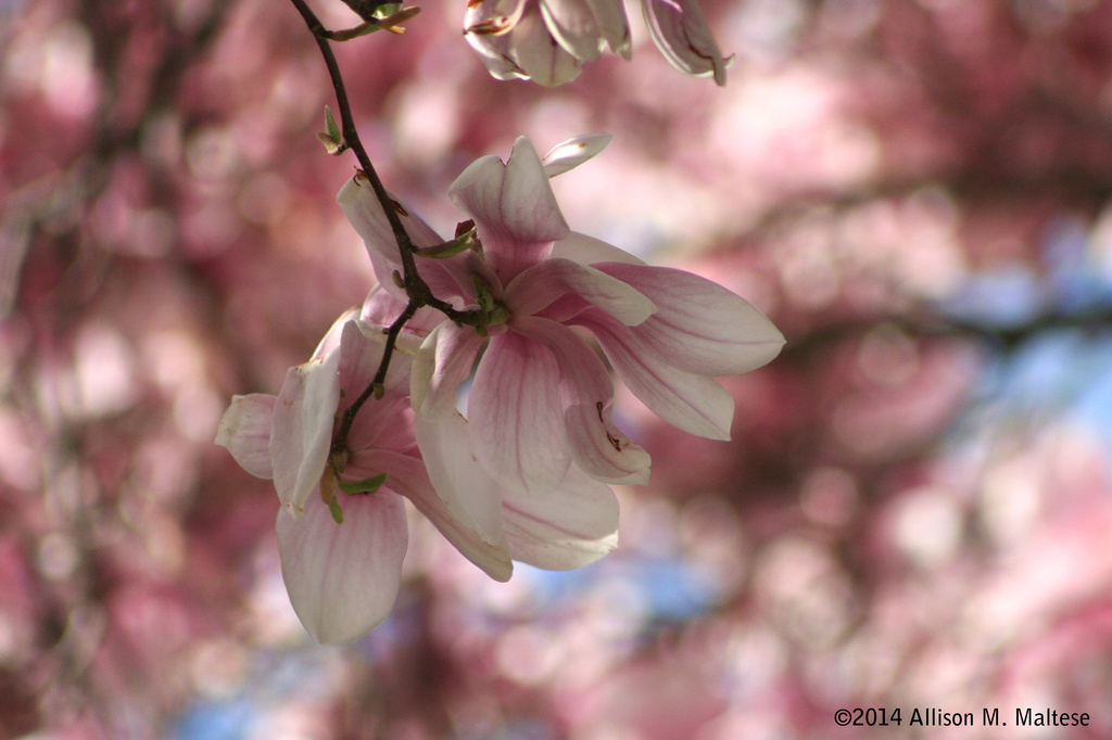 Magnolia Blossom by falcon11