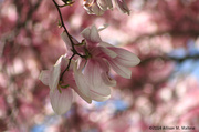 5th May 2014 - Magnolia Blossom