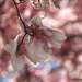 Magnolia Blossom by falcon11