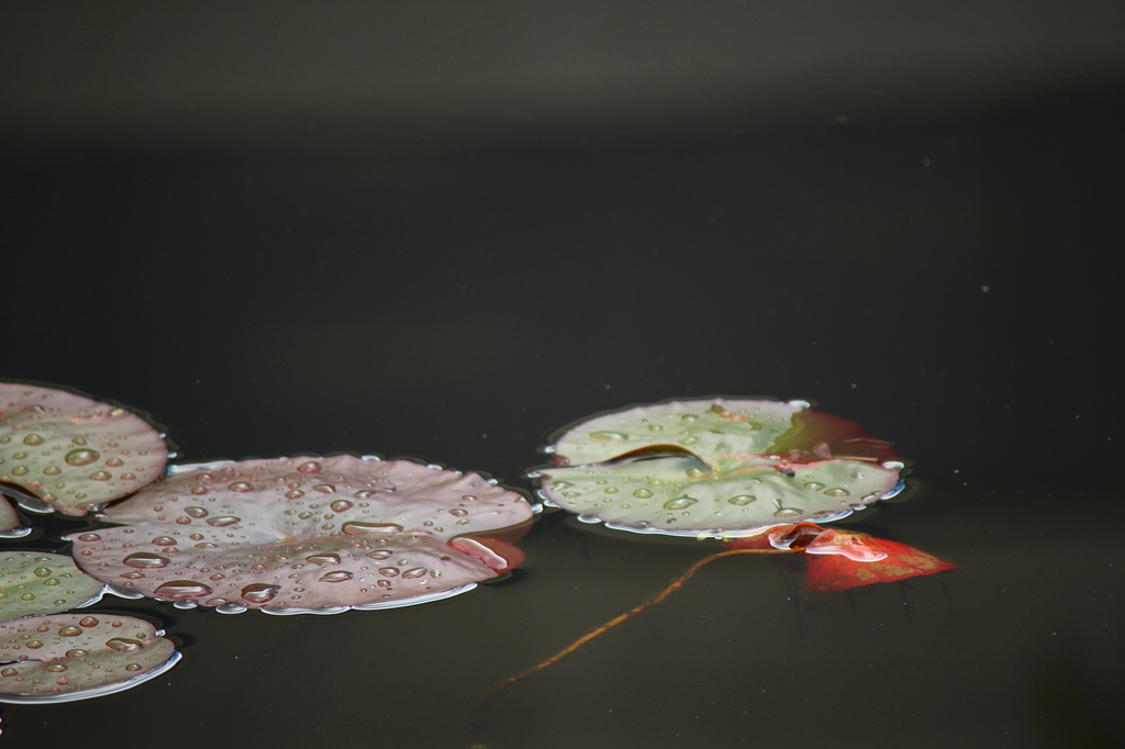 Lily Pad by nanderson