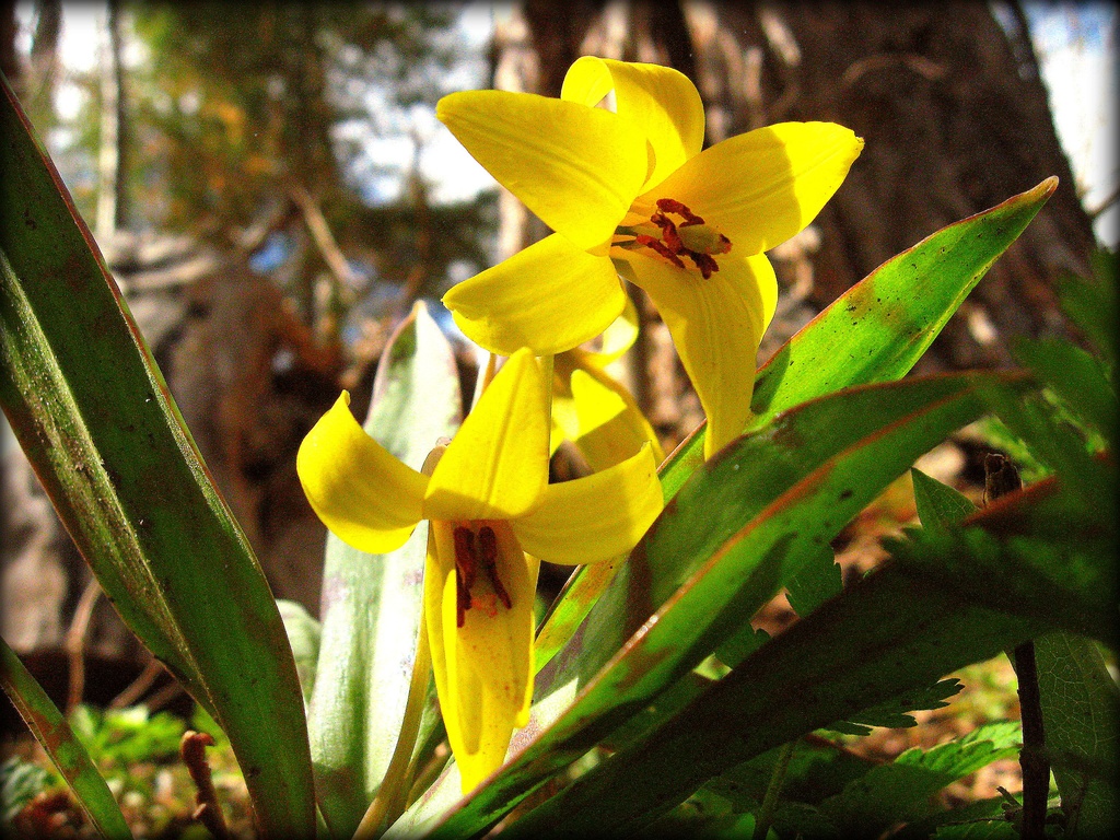 Trout Lily  by olivetreeann
