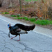 Turkey Crossed my Path by kevin365