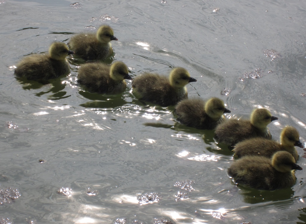 8 Little ducks.......... by anne2013