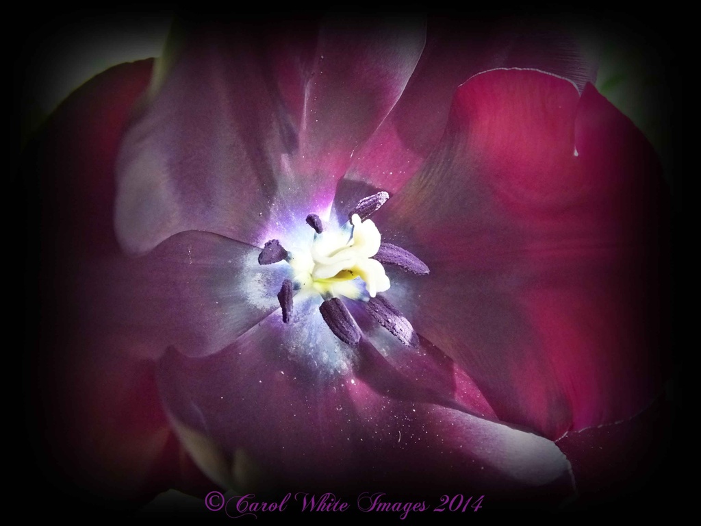 Tulip(Queen Of The Night) by carolmw