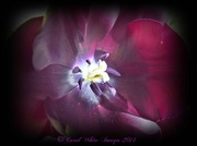 6th May 2014 - Tulip(Queen Of The Night)