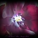 Tulip(Queen Of The Night) by carolmw