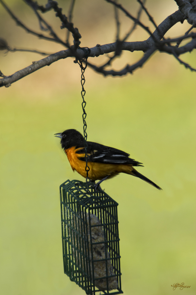 Baltimore Oriole  by skipt07