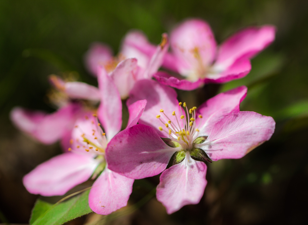 crabapple blossoms by aecasey