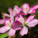 crabapple blossoms by aecasey