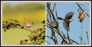 6th May 2014 - Whitethroat collage