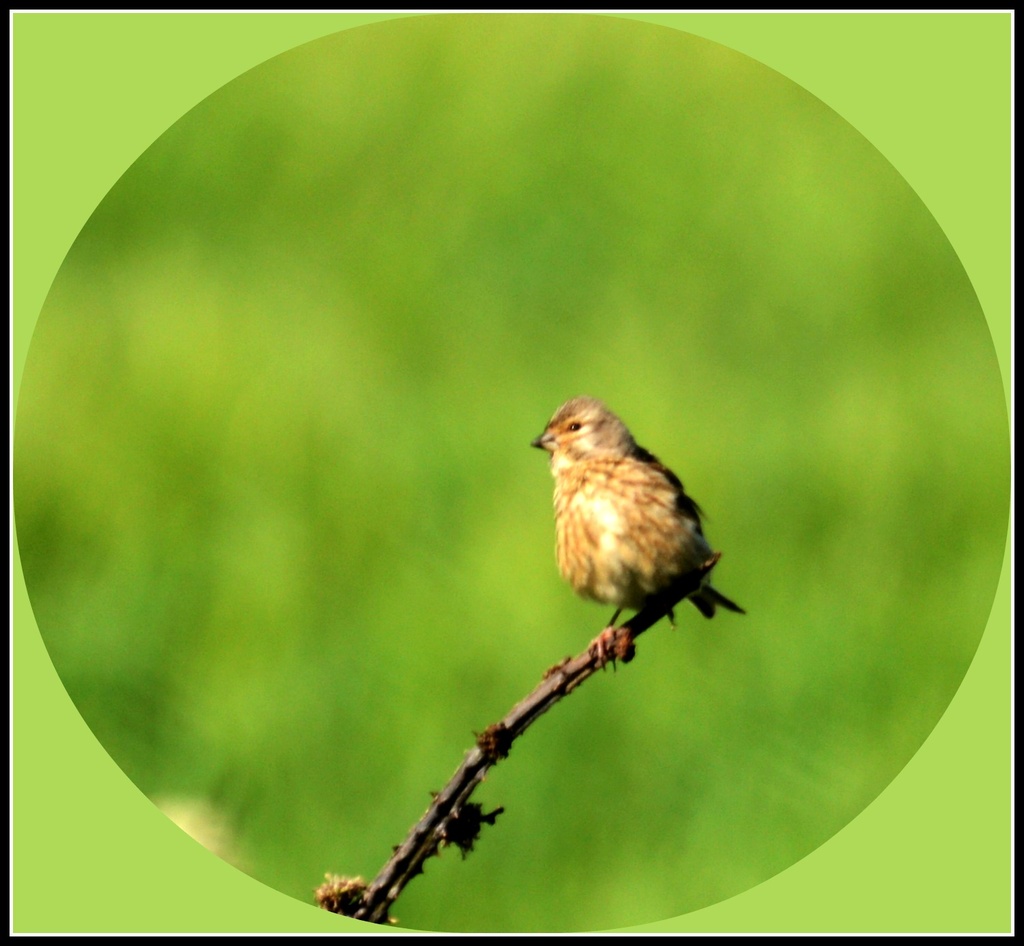 I think this looks like a corn bunting by rosiekind