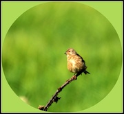 6th May 2014 - I think this looks like a corn bunting