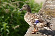 5th May 2014 - Quack quack
