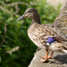 Quack quack by richardcreese