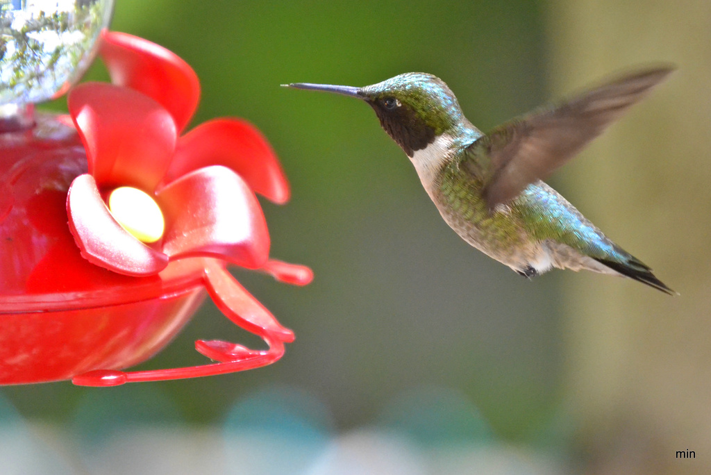 How to Train Your Hummingbird by mhei