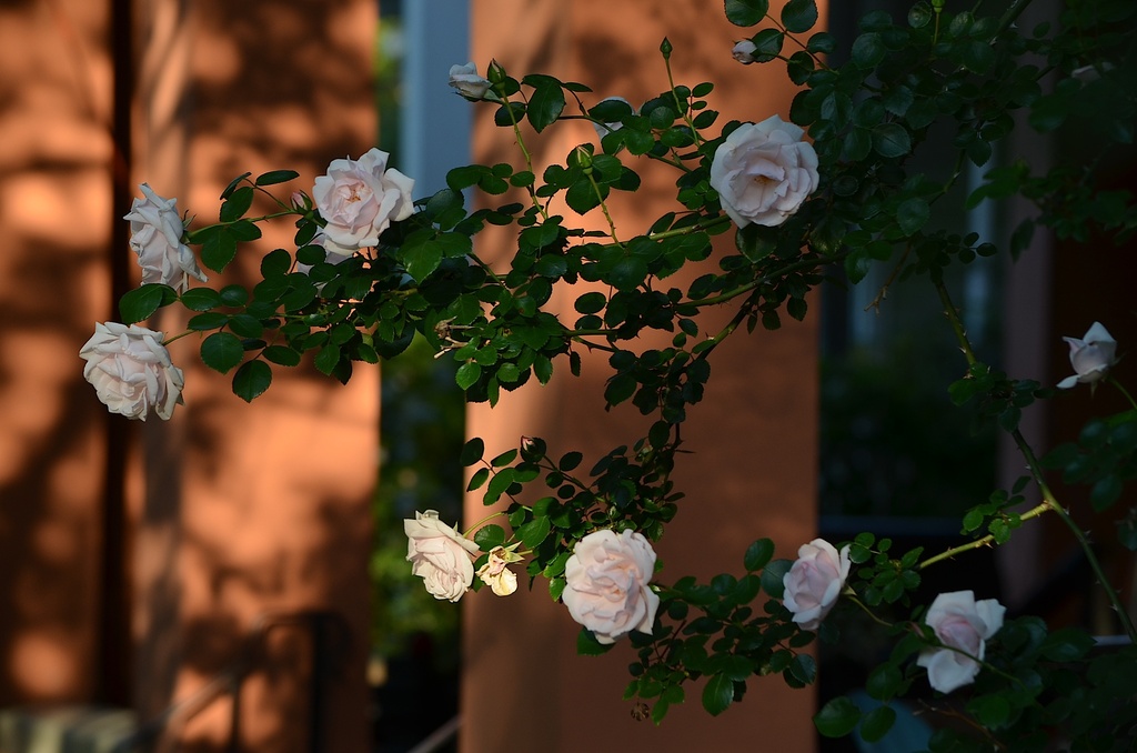 Roses, shadows and light by congaree
