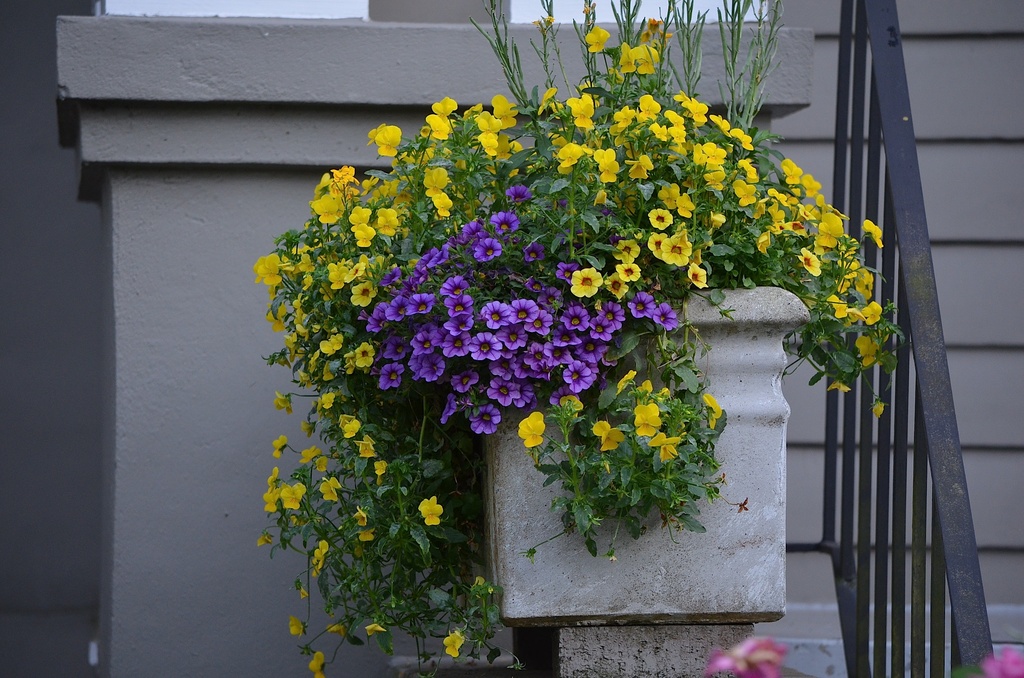 Container flower box, historic district, Charleston, SC by congaree